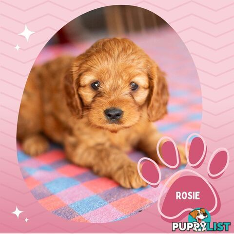 2nd Gen Toy Cavoodle Puppies - DNA CLEAR - Located in Hoppers Crossing VIC 3029