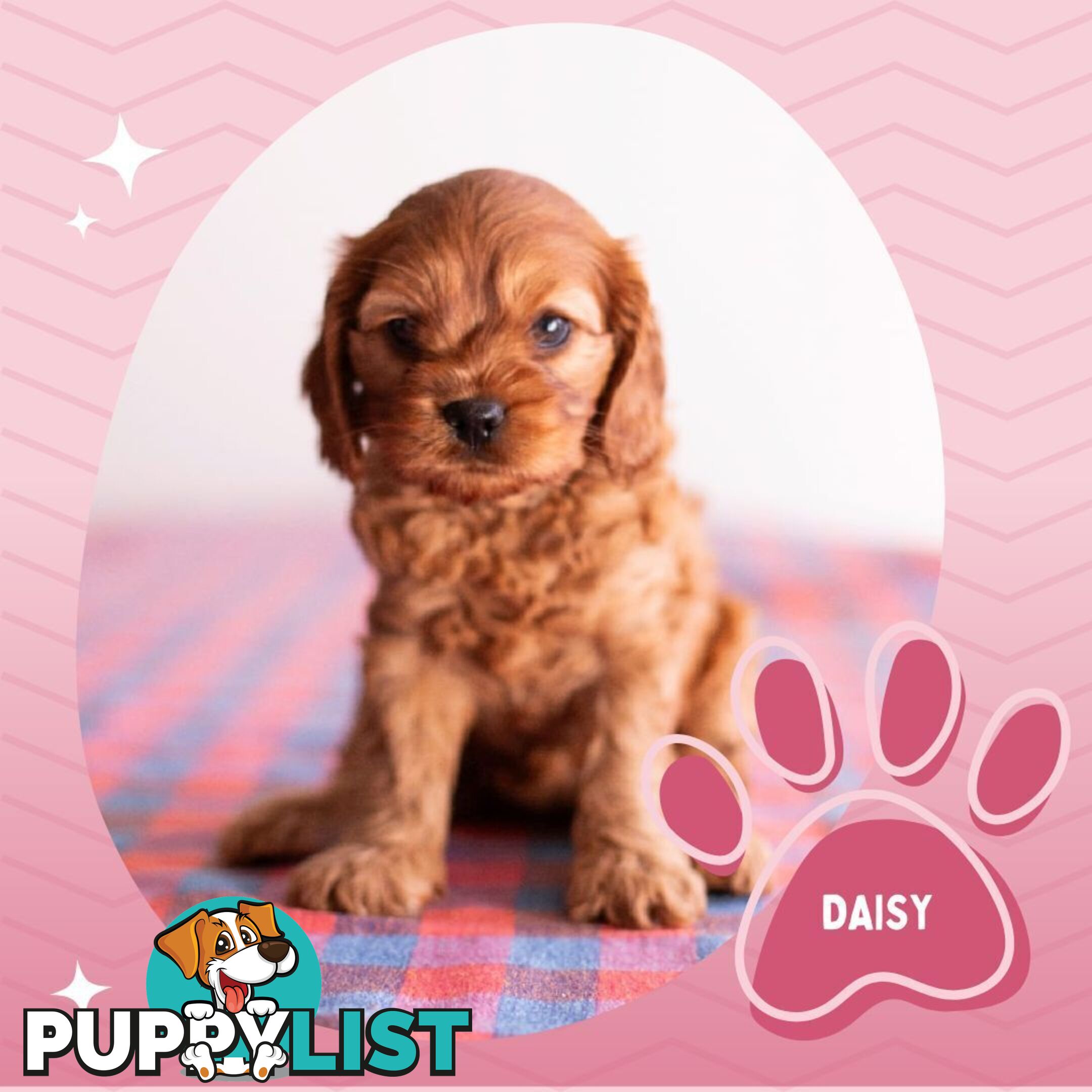2nd Gen Toy Cavoodle Puppies - DNA CLEAR - Located in Hoppers Crossing VIC 3029