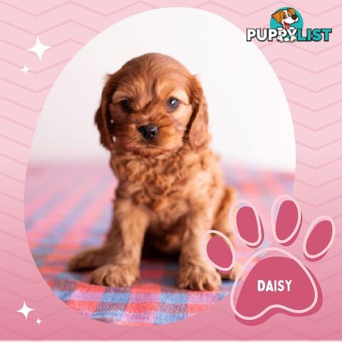 2nd Gen Toy Cavoodle Puppies - DNA CLEAR - Located in Hoppers Crossing VIC 3029