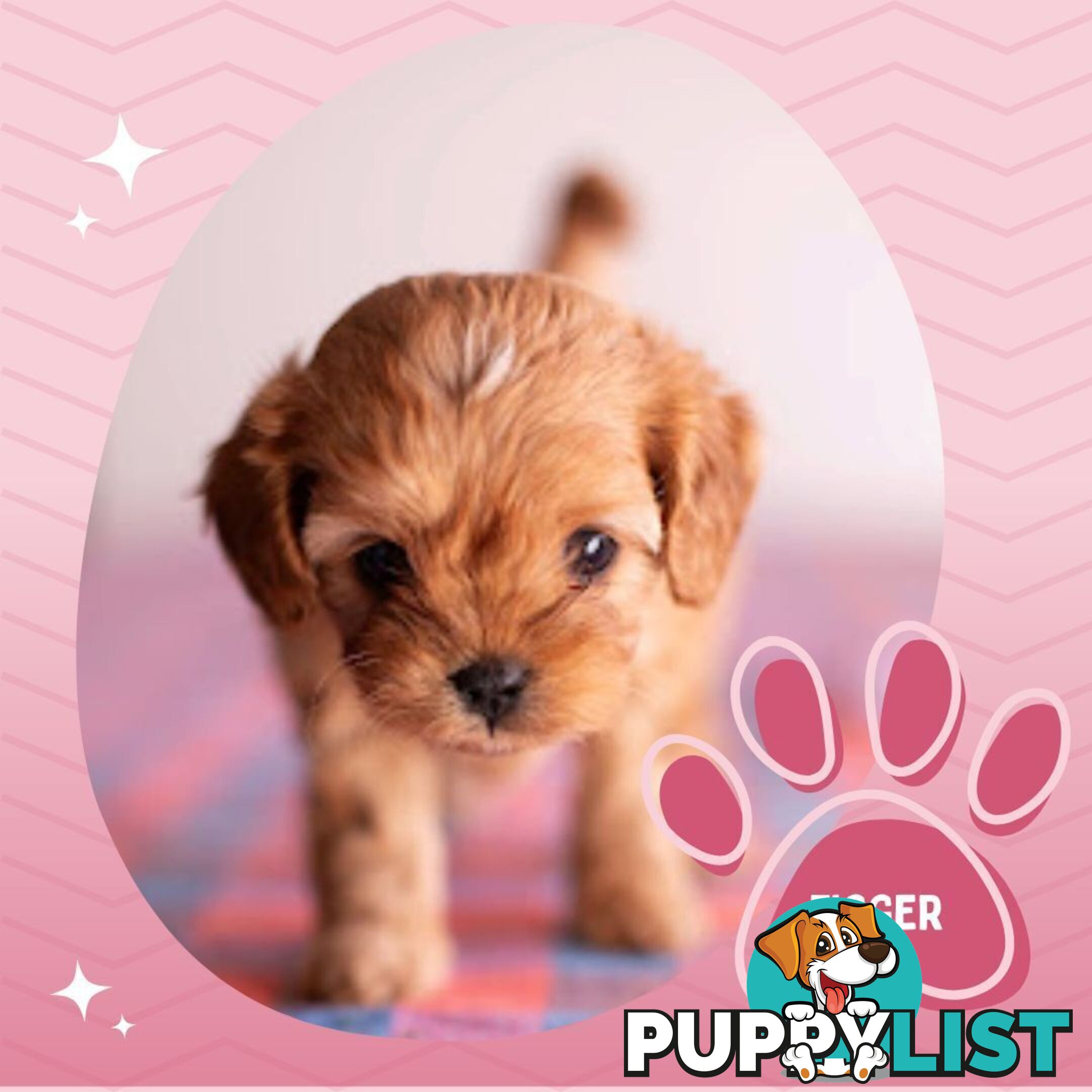 2nd Gen Toy Cavoodle Puppies - DNA CLEAR - Located in Hoppers Crossing VIC 3029