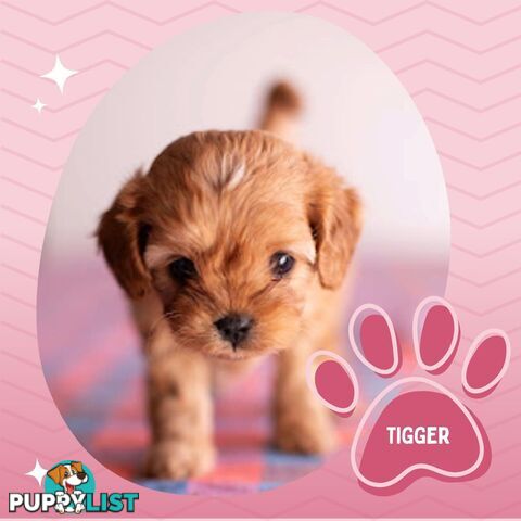 2nd Gen Toy Cavoodle Puppies - DNA CLEAR - Located in Hoppers Crossing VIC 3029