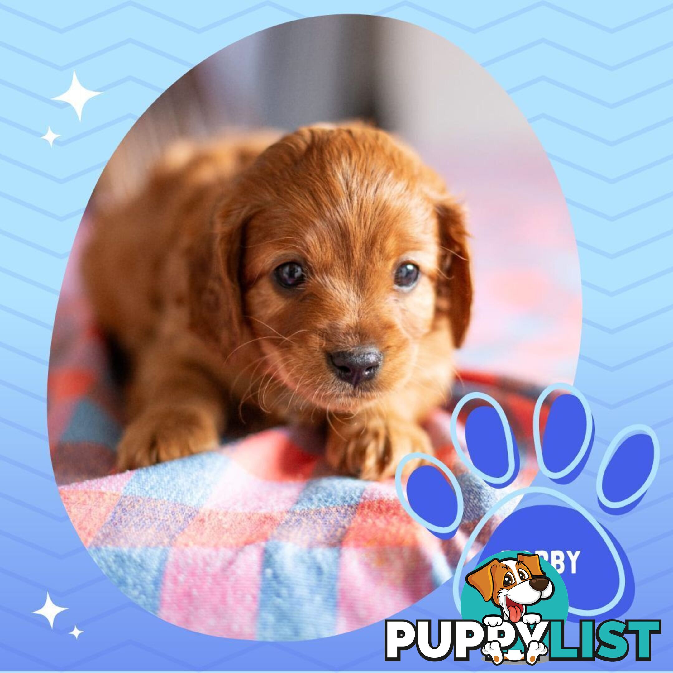 2nd Gen Toy Cavoodle Puppies - DNA CLEAR - Located in Hoppers Crossing VIC 3029