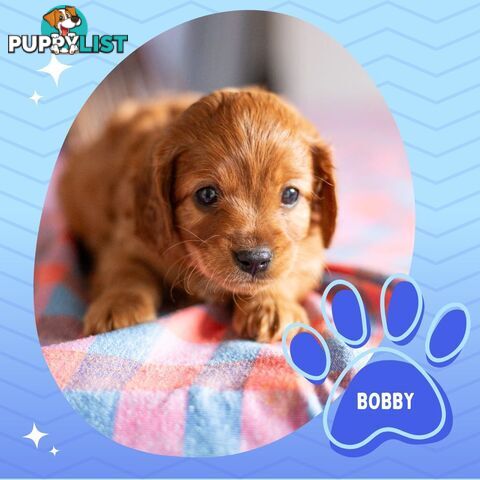 2nd Gen Toy Cavoodle Puppies - DNA CLEAR - Located in Hoppers Crossing VIC 3029