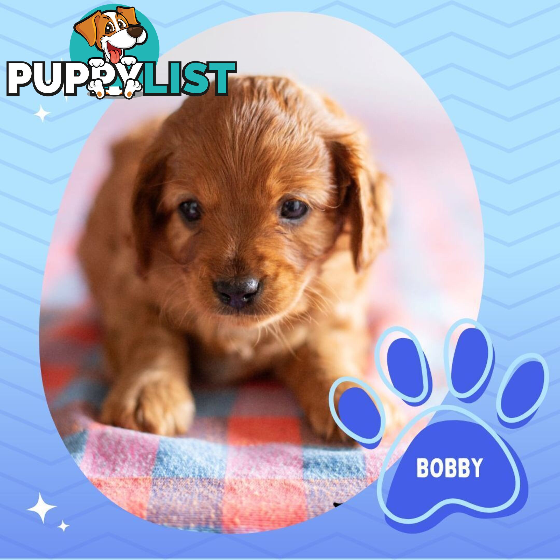 2nd Gen Toy Cavoodle Puppies - DNA CLEAR - Located in Hoppers Crossing VIC 3029