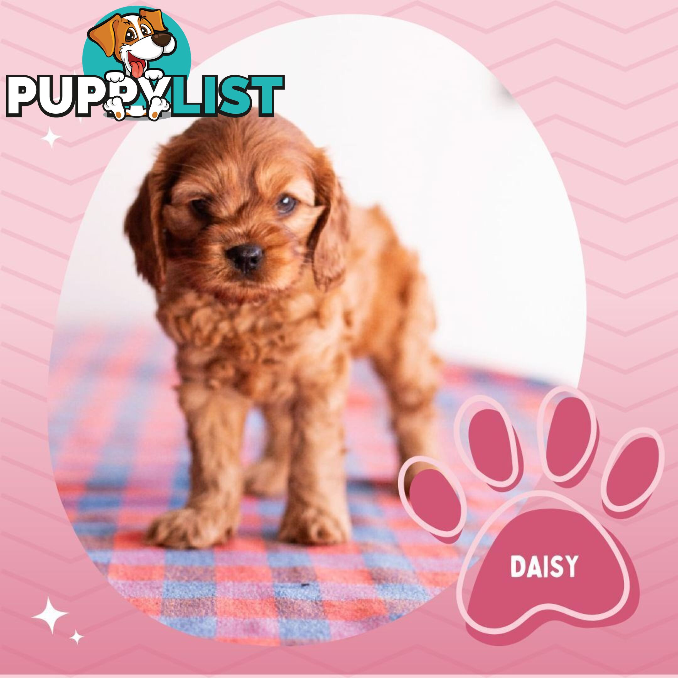 2nd Gen Toy Cavoodle Puppies - DNA CLEAR - Located in Hoppers Crossing VIC 3029