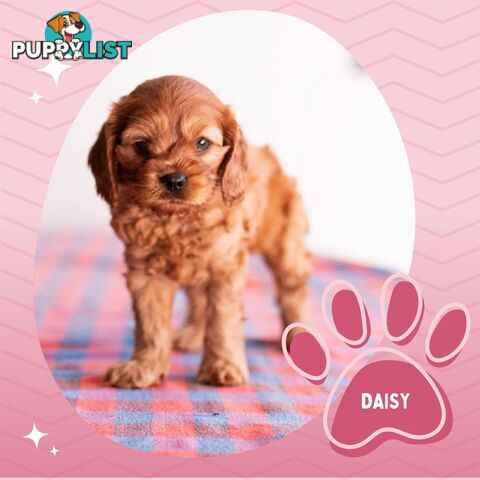 2nd Gen Toy Cavoodle Puppies - DNA CLEAR - Located in Hoppers Crossing VIC 3029