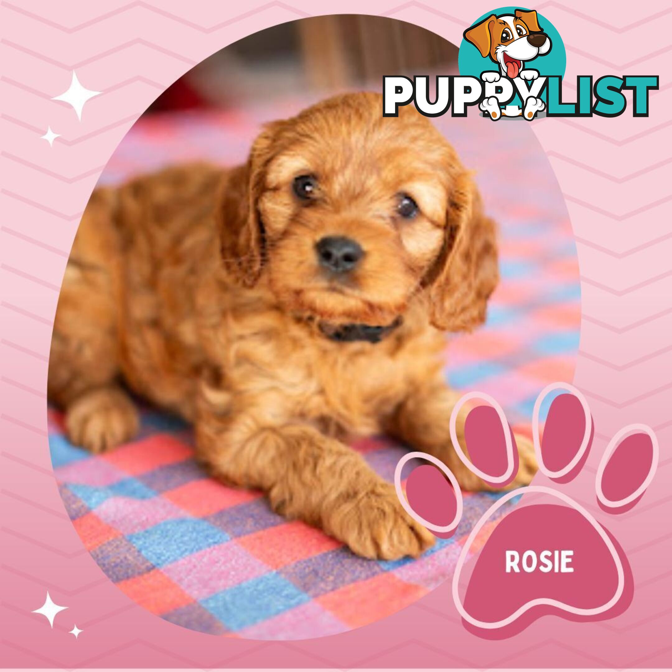 2nd Gen Toy Cavoodle Puppies - DNA CLEAR - Located in Hoppers Crossing VIC 3029