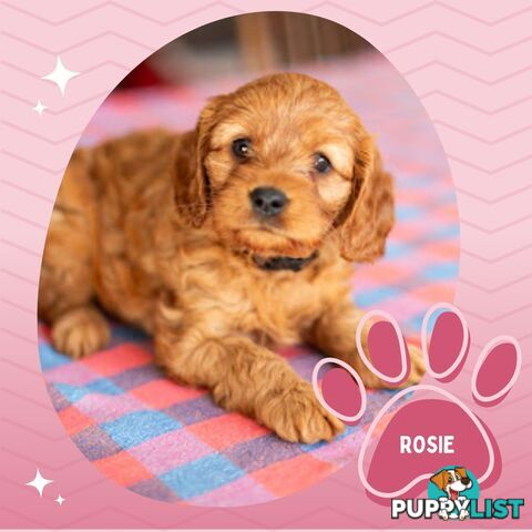 2nd Gen Toy Cavoodle Puppies - DNA CLEAR - Located in Hoppers Crossing VIC 3029