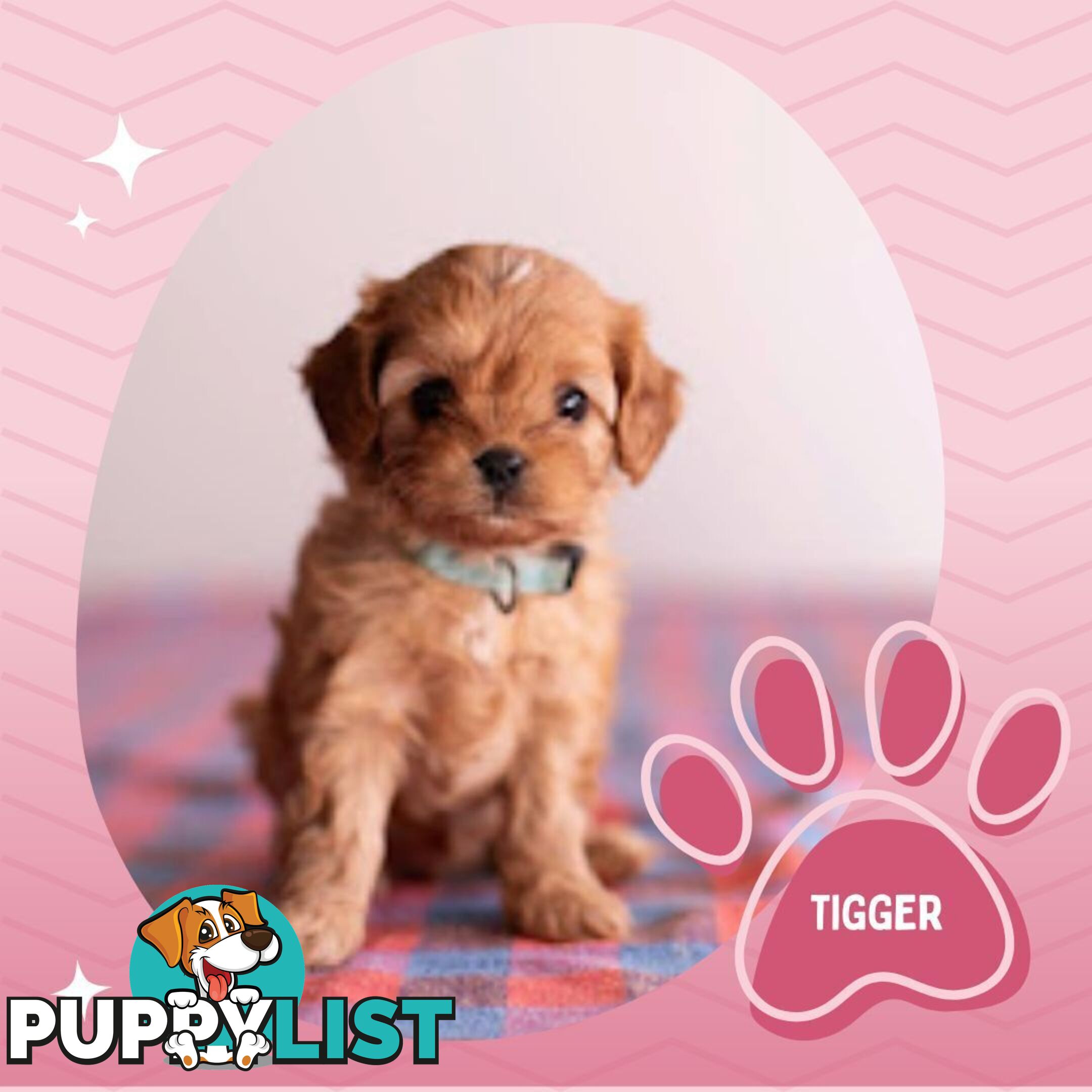 2nd Gen Toy Cavoodle Puppies - DNA CLEAR - Located in Hoppers Crossing VIC 3029