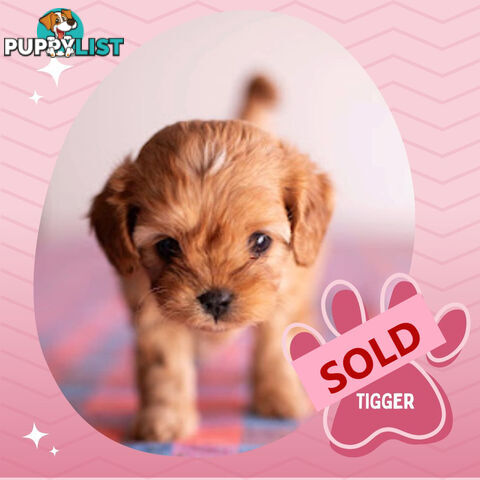 2nd Gen Toy Cavoodle Puppies - DNA CLEAR - Located in Hoppers Crossing VIC 3029