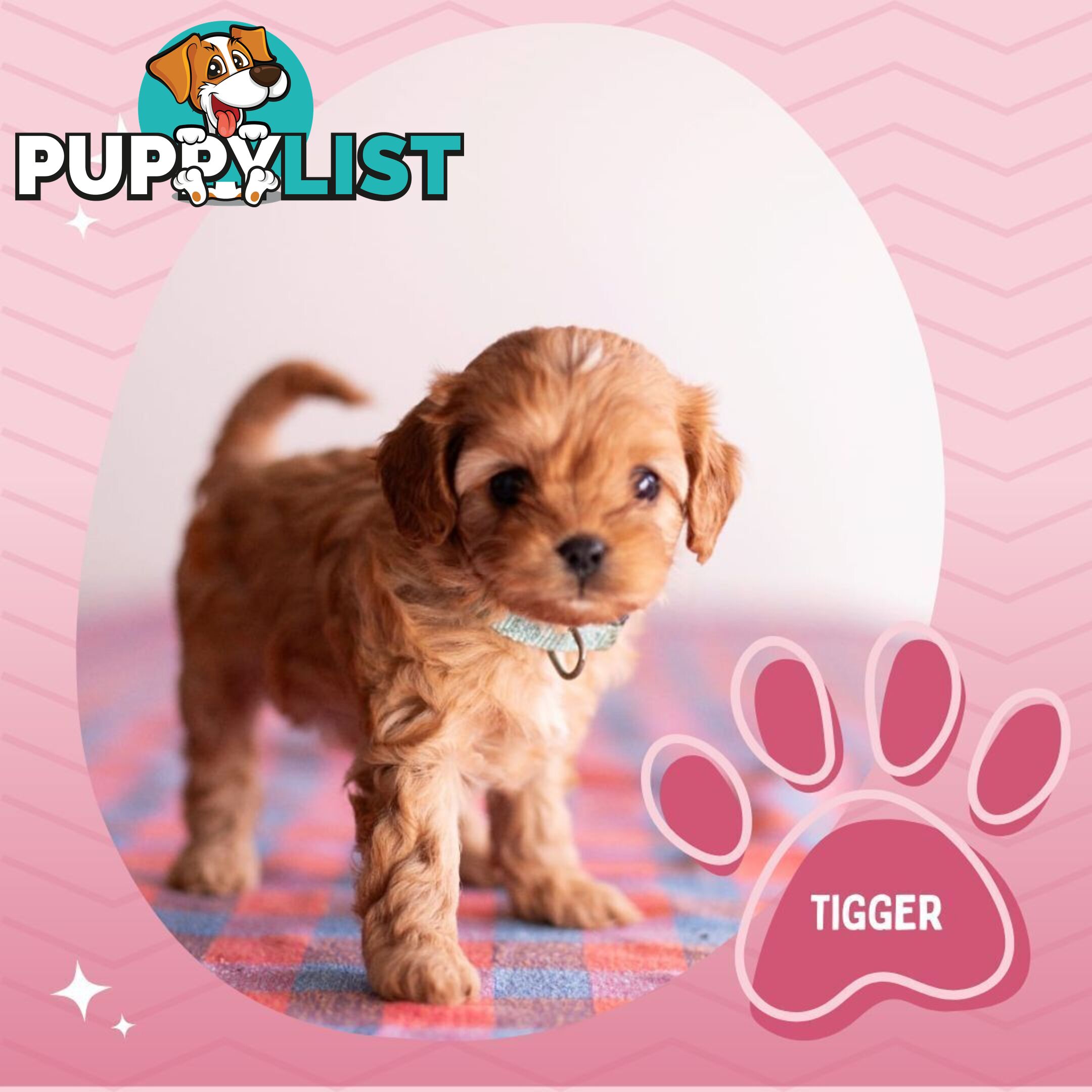 2nd Gen Toy Cavoodle Puppies - DNA CLEAR - Located in Hoppers Crossing VIC 3029