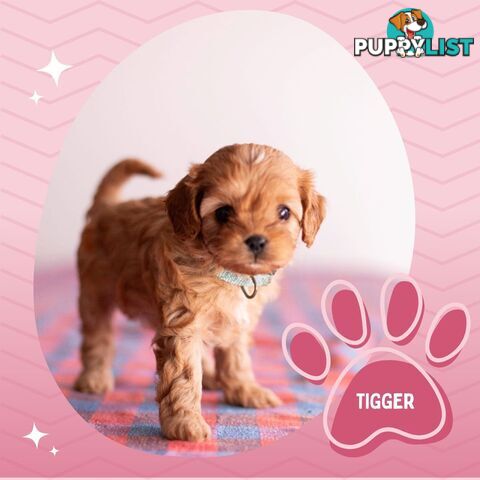 2nd Gen Toy Cavoodle Puppies - DNA CLEAR - Located in Hoppers Crossing VIC 3029