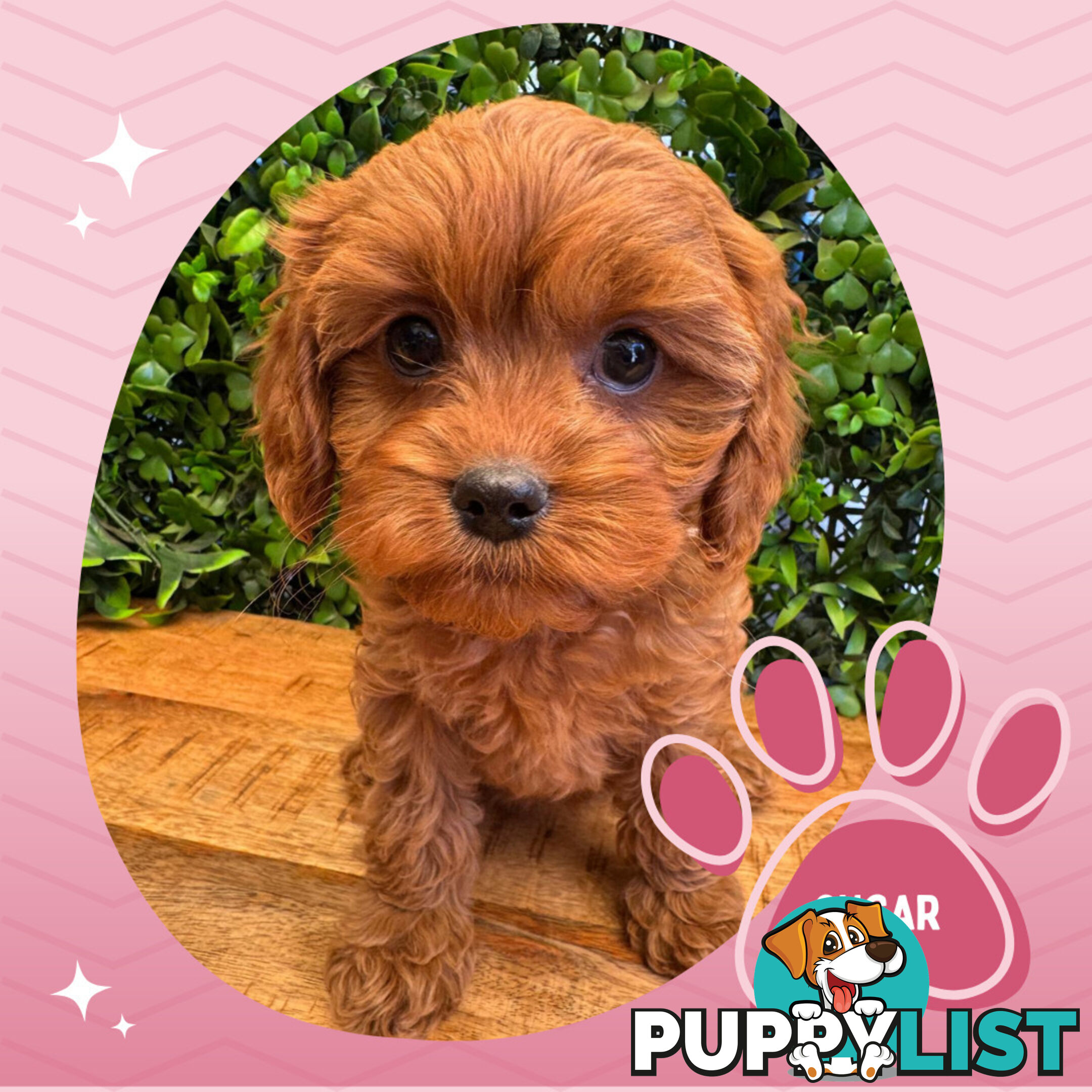 Gorgeous 1st Gen Toy Cavoodle Puppies - Located Boronia VIC 3155