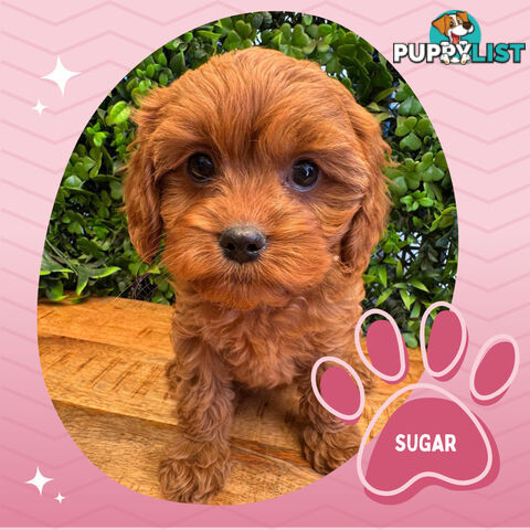 Gorgeous 1st Gen Toy Cavoodle Puppies - Located Boronia VIC 3155