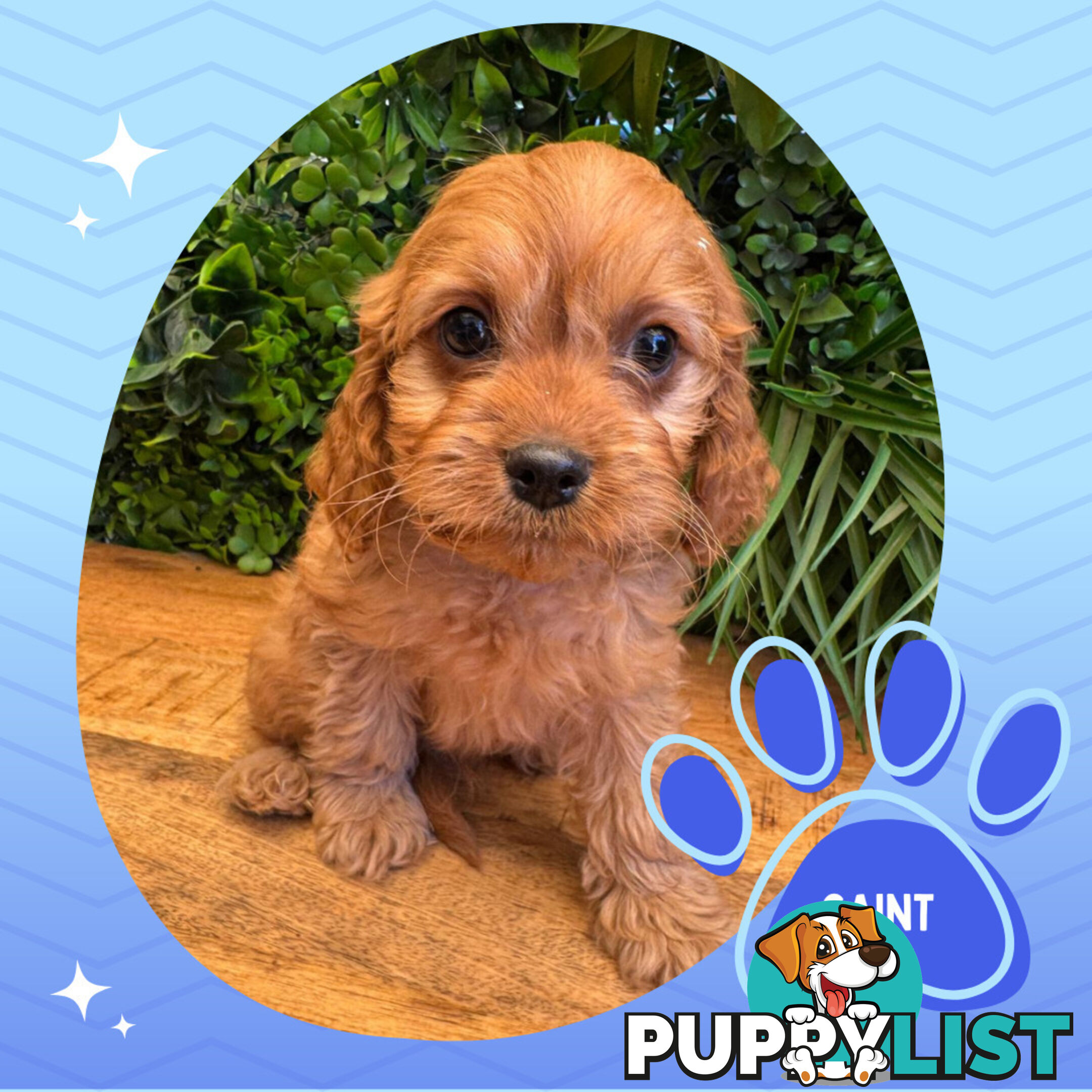 Gorgeous 1st Gen Toy Cavoodle Puppies - Located Boronia VIC 3155