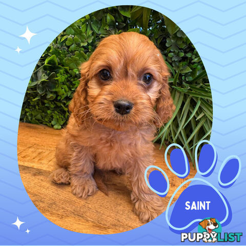Gorgeous 1st Gen Toy Cavoodle Puppies - Located Boronia VIC 3155
