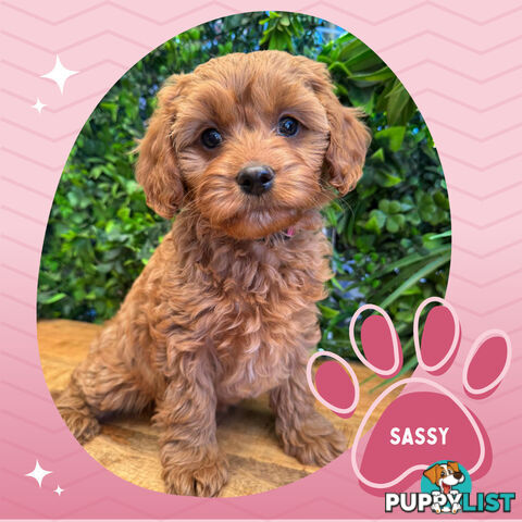 Gorgeous 1st Gen Toy Cavoodle Puppies - Located Boronia VIC 3155