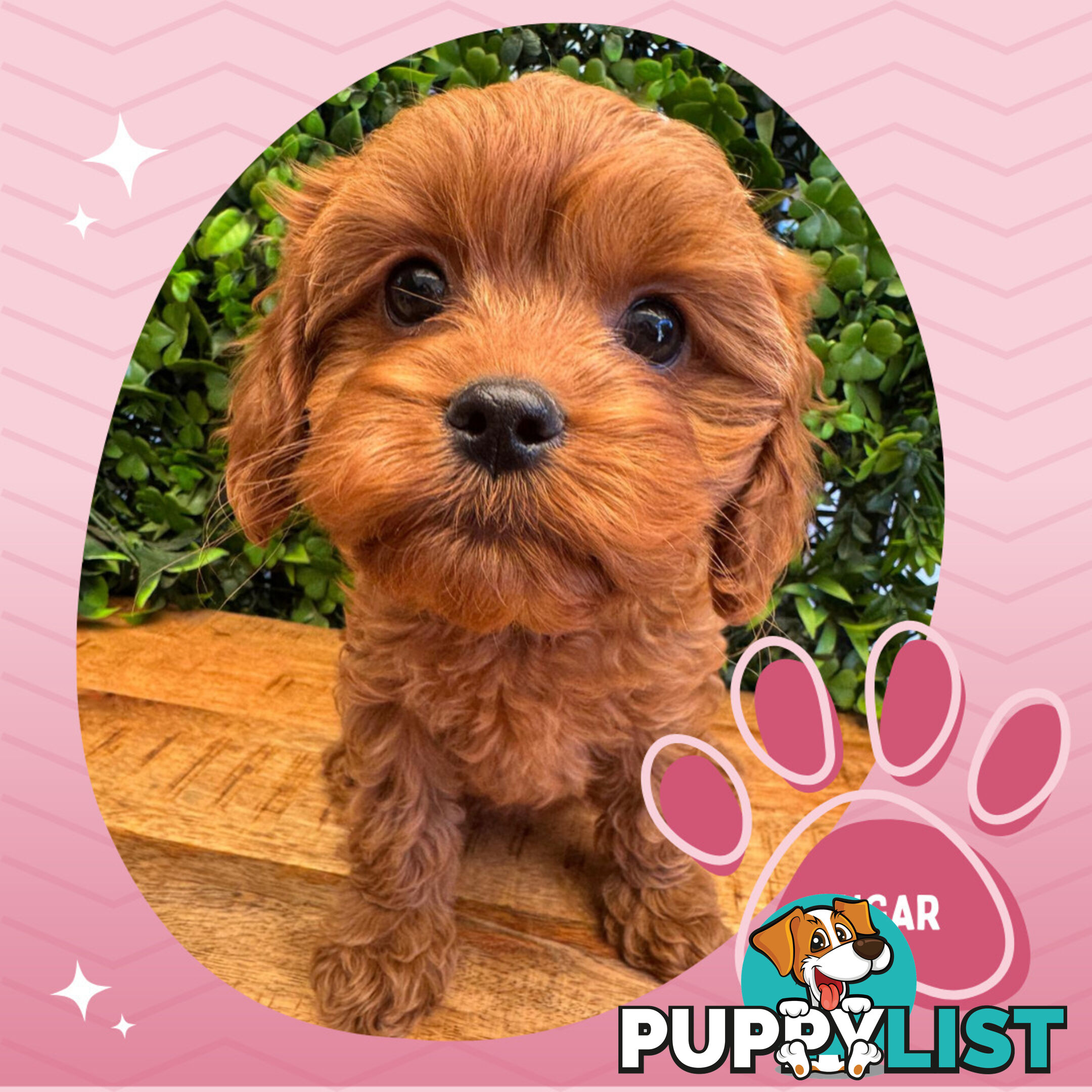 Gorgeous 1st Gen Toy Cavoodle Puppies - Located Boronia VIC 3155