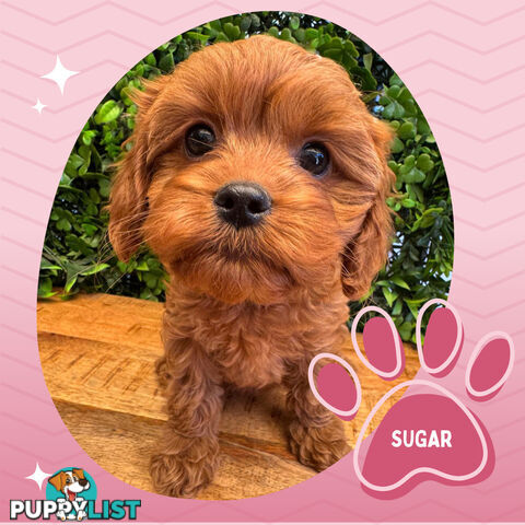 Gorgeous 1st Gen Toy Cavoodle Puppies - Located Boronia VIC 3155