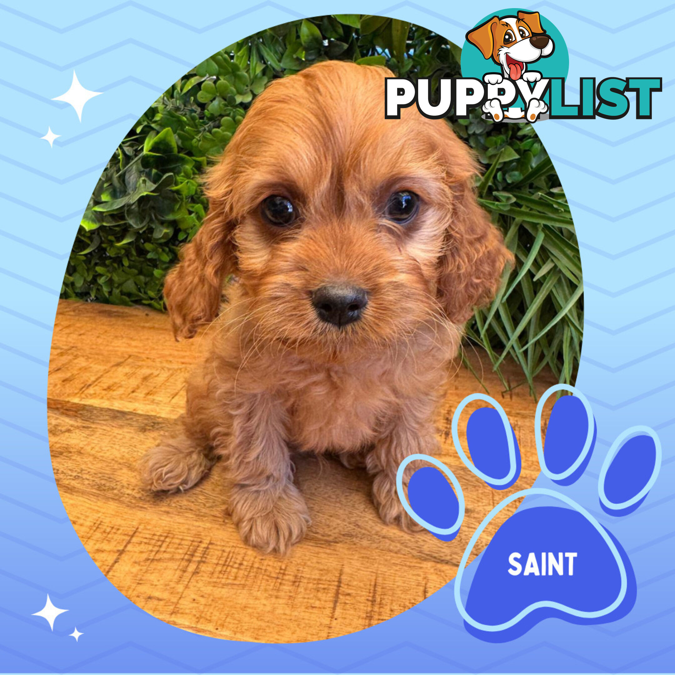 Gorgeous 1st Gen Toy Cavoodle Puppies - Located Boronia VIC 3155