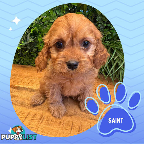 Gorgeous 1st Gen Toy Cavoodle Puppies - Located Boronia VIC 3155
