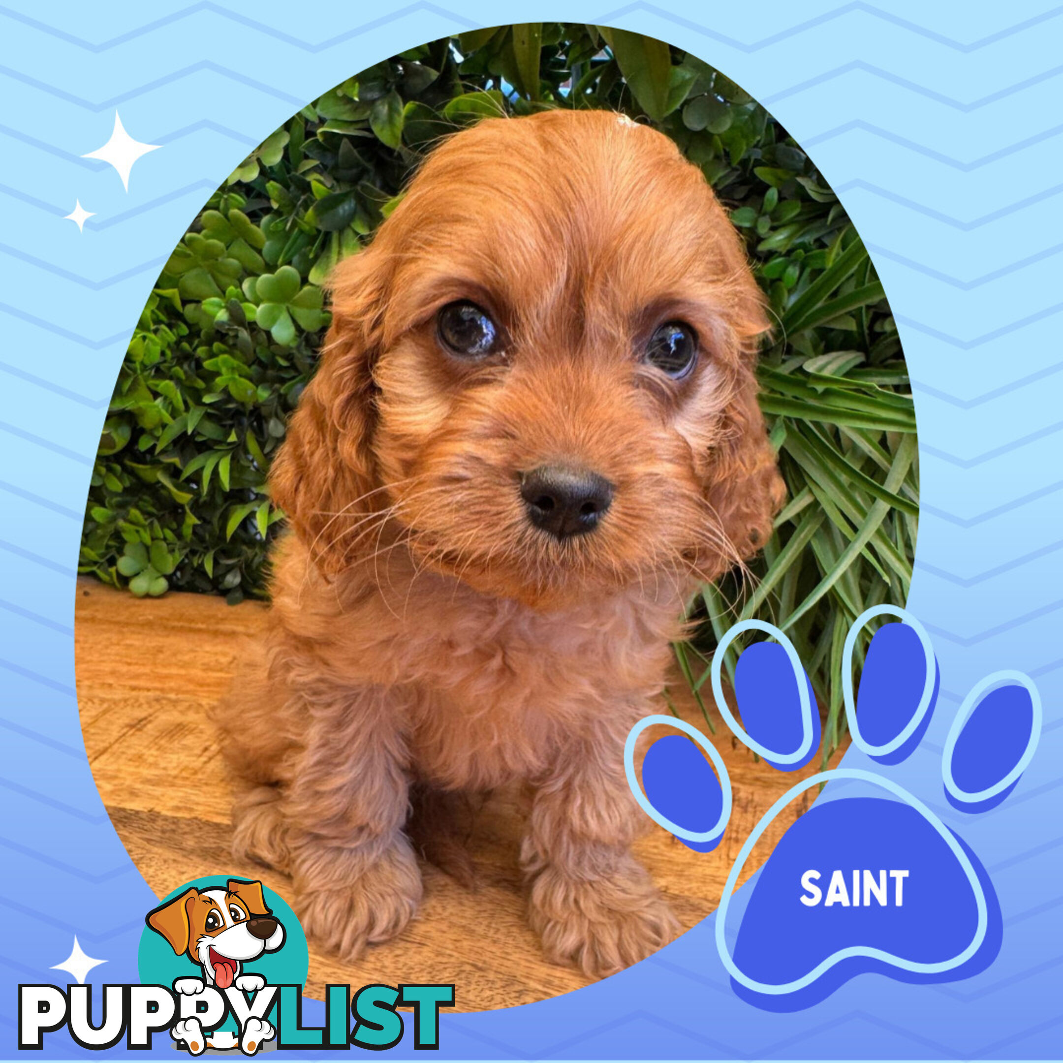Gorgeous 1st Gen Toy Cavoodle Puppies - Located Boronia VIC 3155