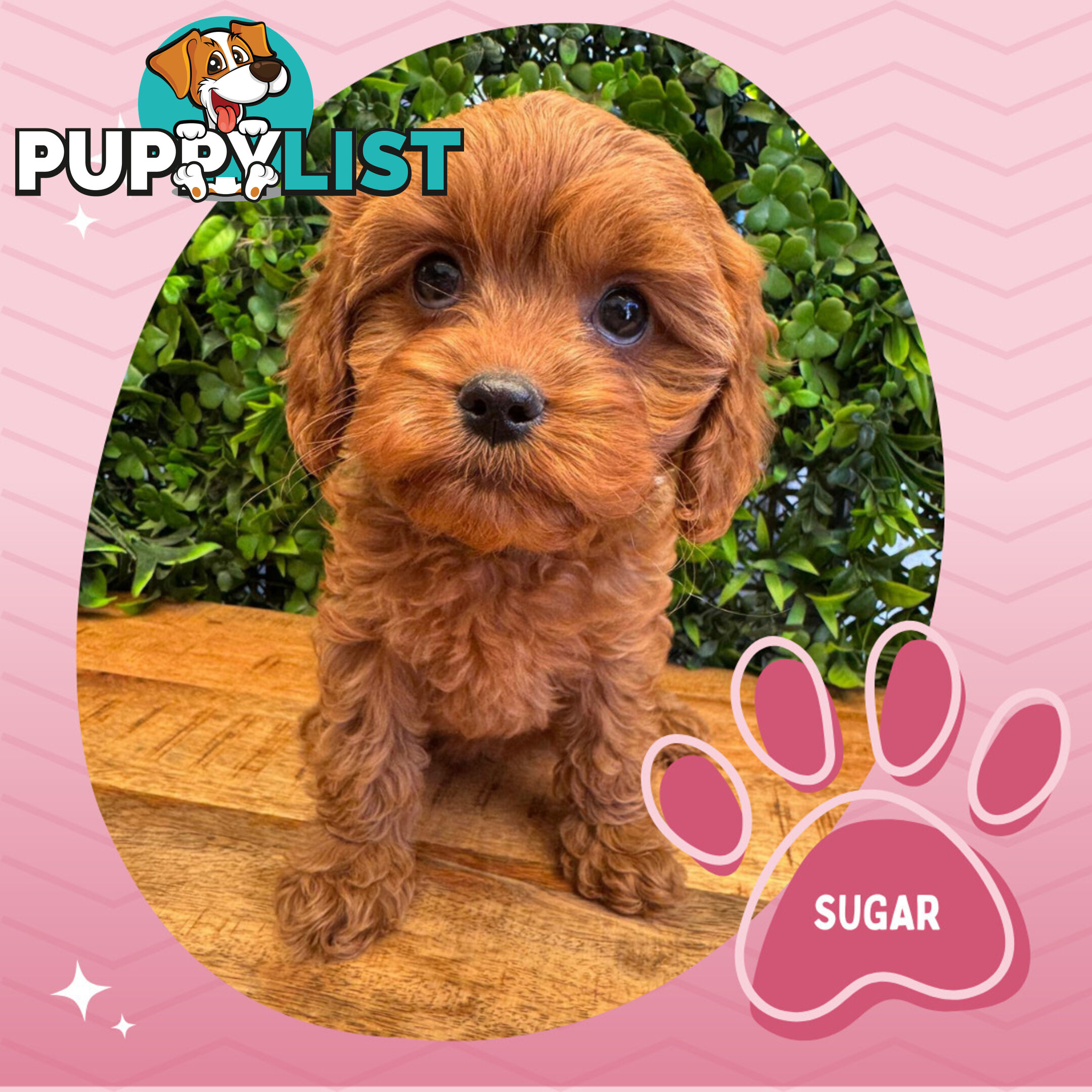 Gorgeous 1st Gen Toy Cavoodle Puppies - Located Boronia VIC 3155