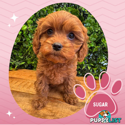 Gorgeous 1st Gen Toy Cavoodle Puppies - Located Boronia VIC 3155