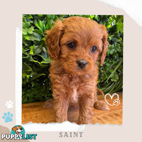 Gorgeous 1st Gen Toy Cavoodle Puppies - Located Boronia VIC 3155