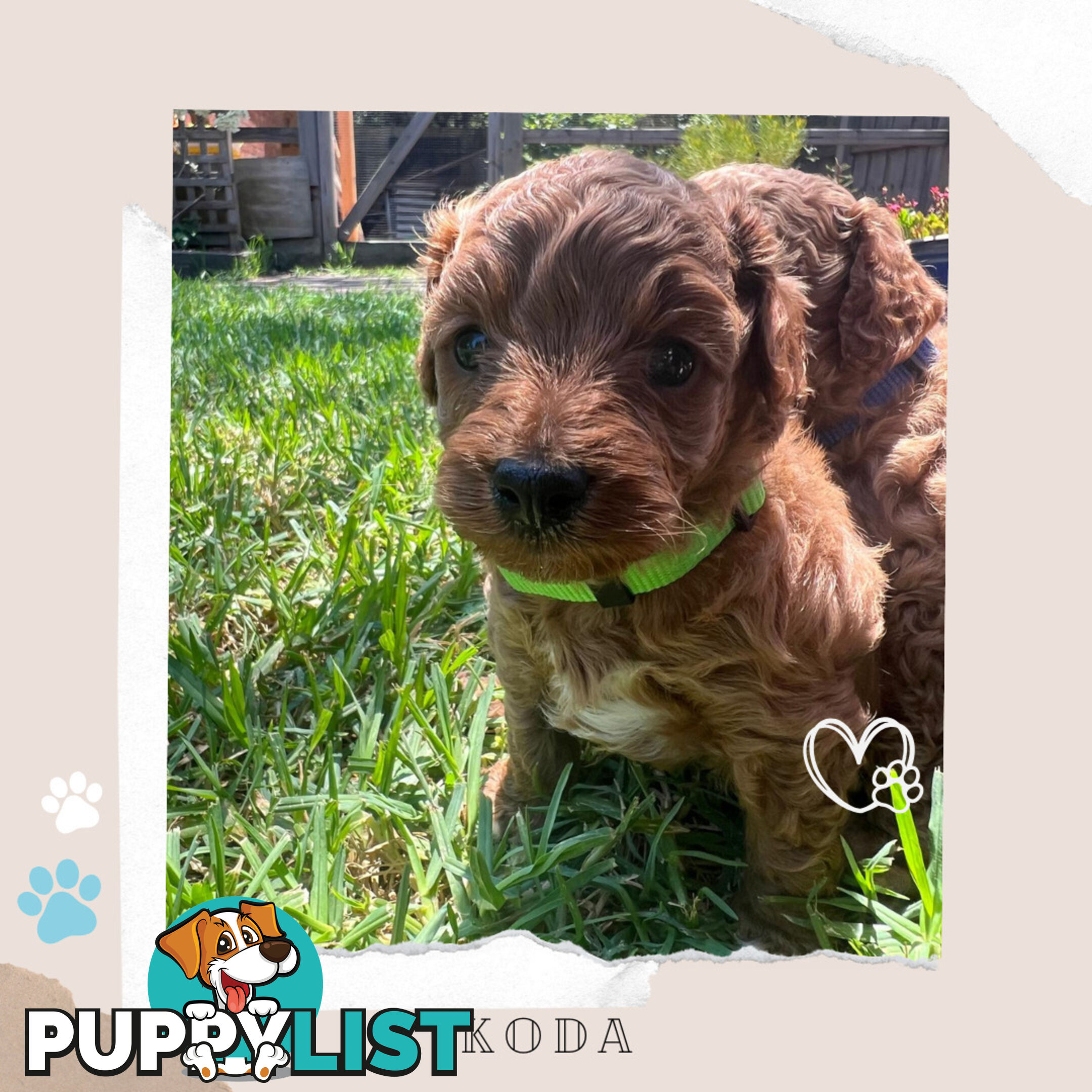 Beautiful F1B Toy Cavoodle Pups - Available Now - Sunbury VIC 3429