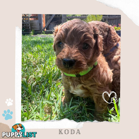 Beautiful F1B Toy Cavoodle Pups - Available Now - Sunbury VIC 3429