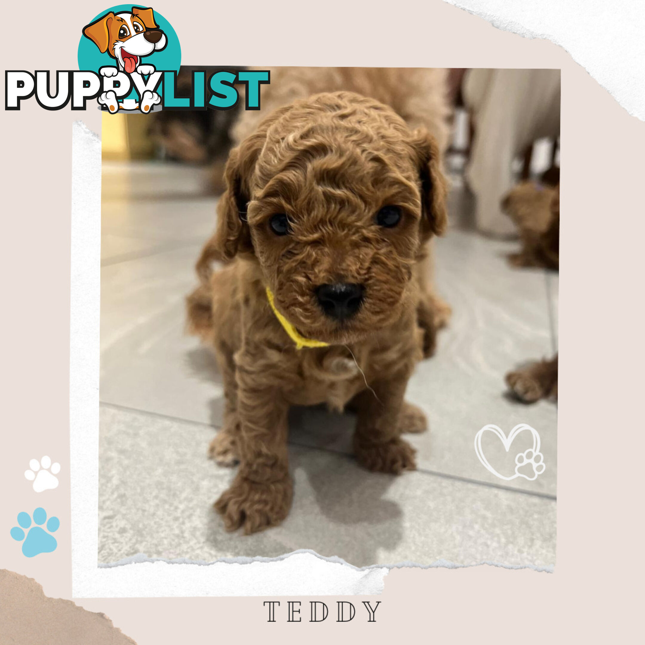 Beautiful F1B Toy Cavoodle Pups - Available Now - Sunbury VIC 3429