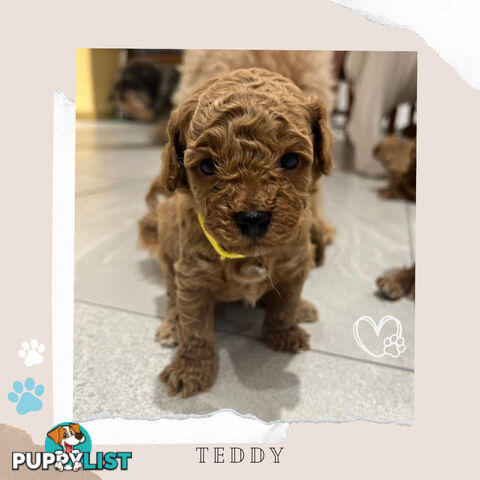 Beautiful F1B Toy Cavoodle Pups - Available Now - Sunbury VIC 3429