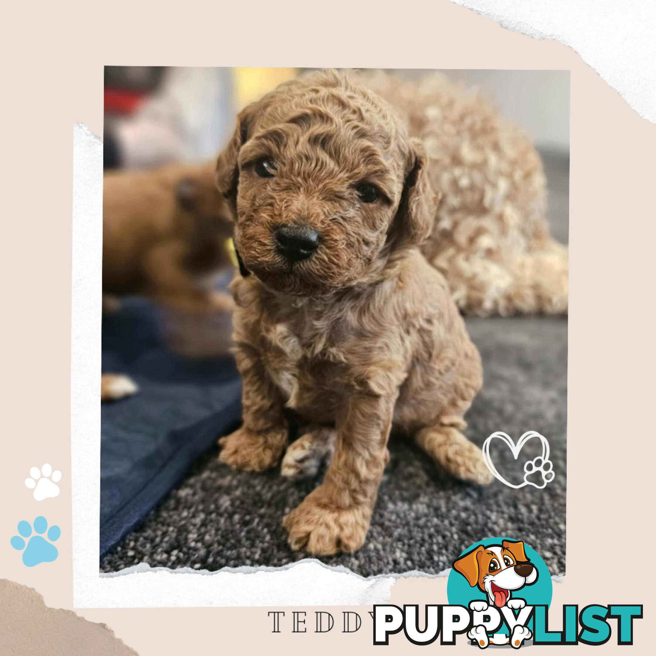 Beautiful F1B Toy Cavoodle Pups - Available Now - Sunbury VIC 3429