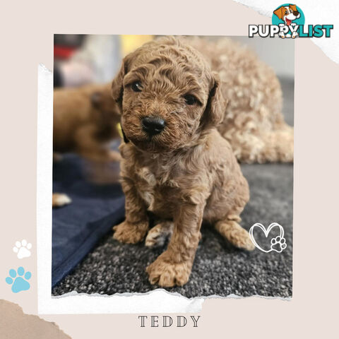 Beautiful F1B Toy Cavoodle Pups - Available Now - Sunbury VIC 3429