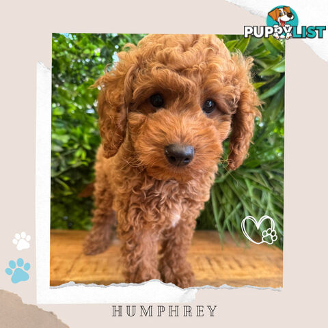 Beautiful F1B Toy Cavoodle Pups - Available Now - Sunbury VIC 3429