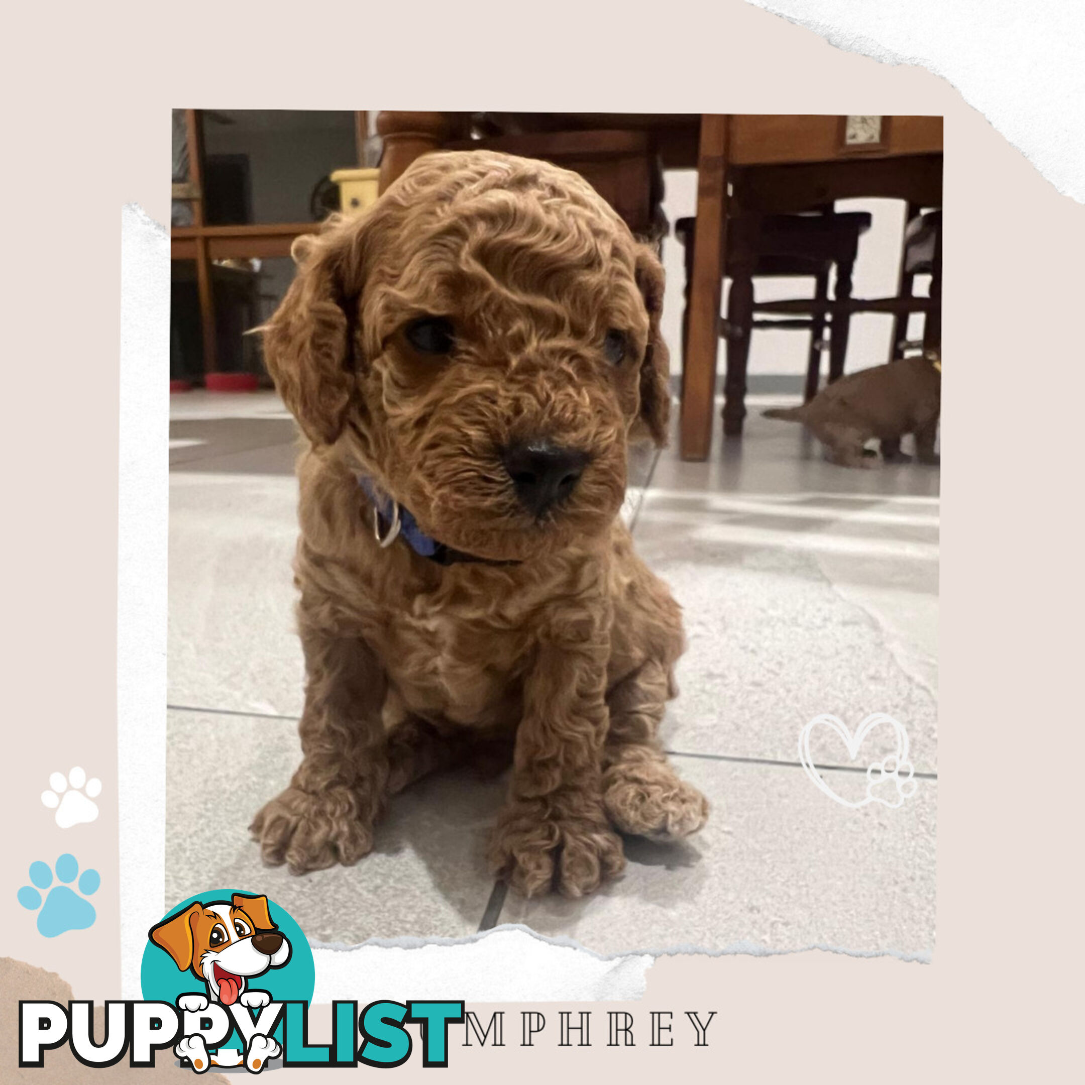 Beautiful F1B Toy Cavoodle Pups - Available Now - Sunbury VIC 3429