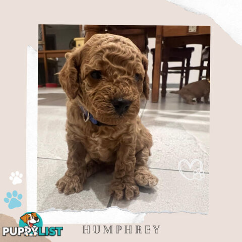 Beautiful F1B Toy Cavoodle Pups - Available Now - Sunbury VIC 3429