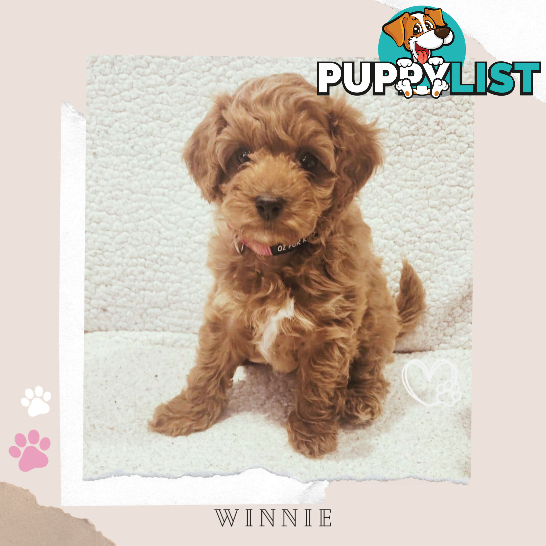 Beautiful F1B Toy Cavoodle Pups - Available Now - Sunbury VIC 3429