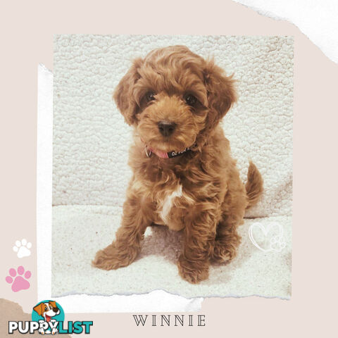 Beautiful F1B Toy Cavoodle Pups - Available Now - Sunbury VIC 3429