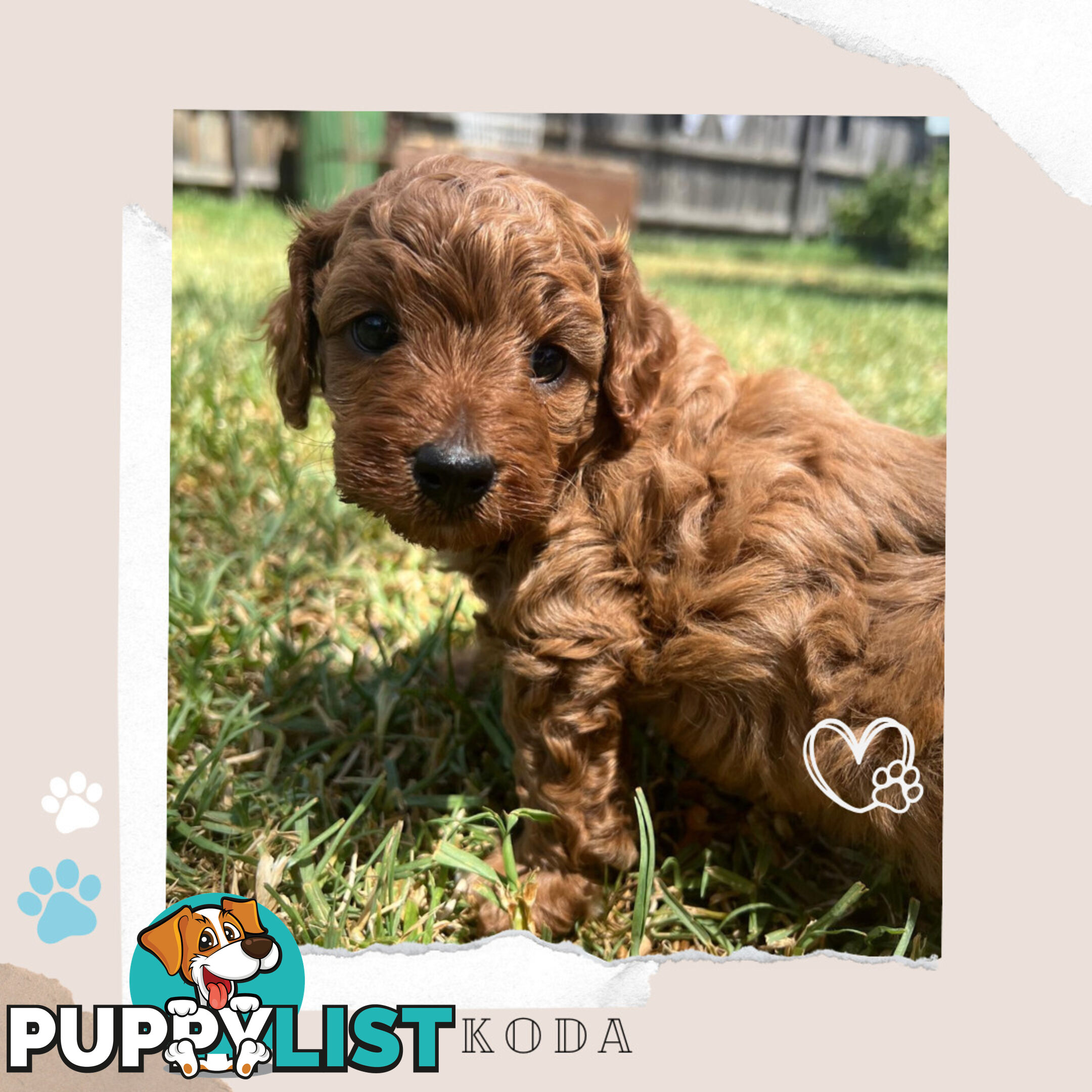 Beautiful F1B Toy Cavoodle Pups - Available Now - Sunbury VIC 3429