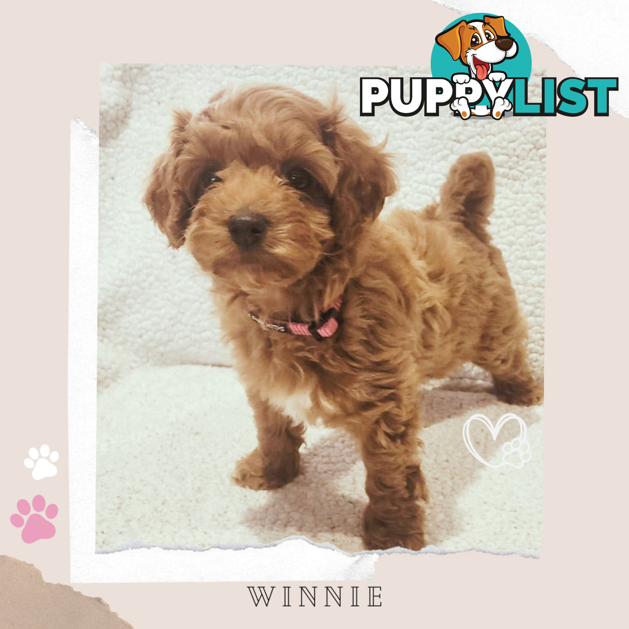 Beautiful F1B Toy Cavoodle Pups - Available Now - Sunbury VIC 3429