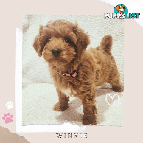 Beautiful F1B Toy Cavoodle Pups - Available Now - Sunbury VIC 3429