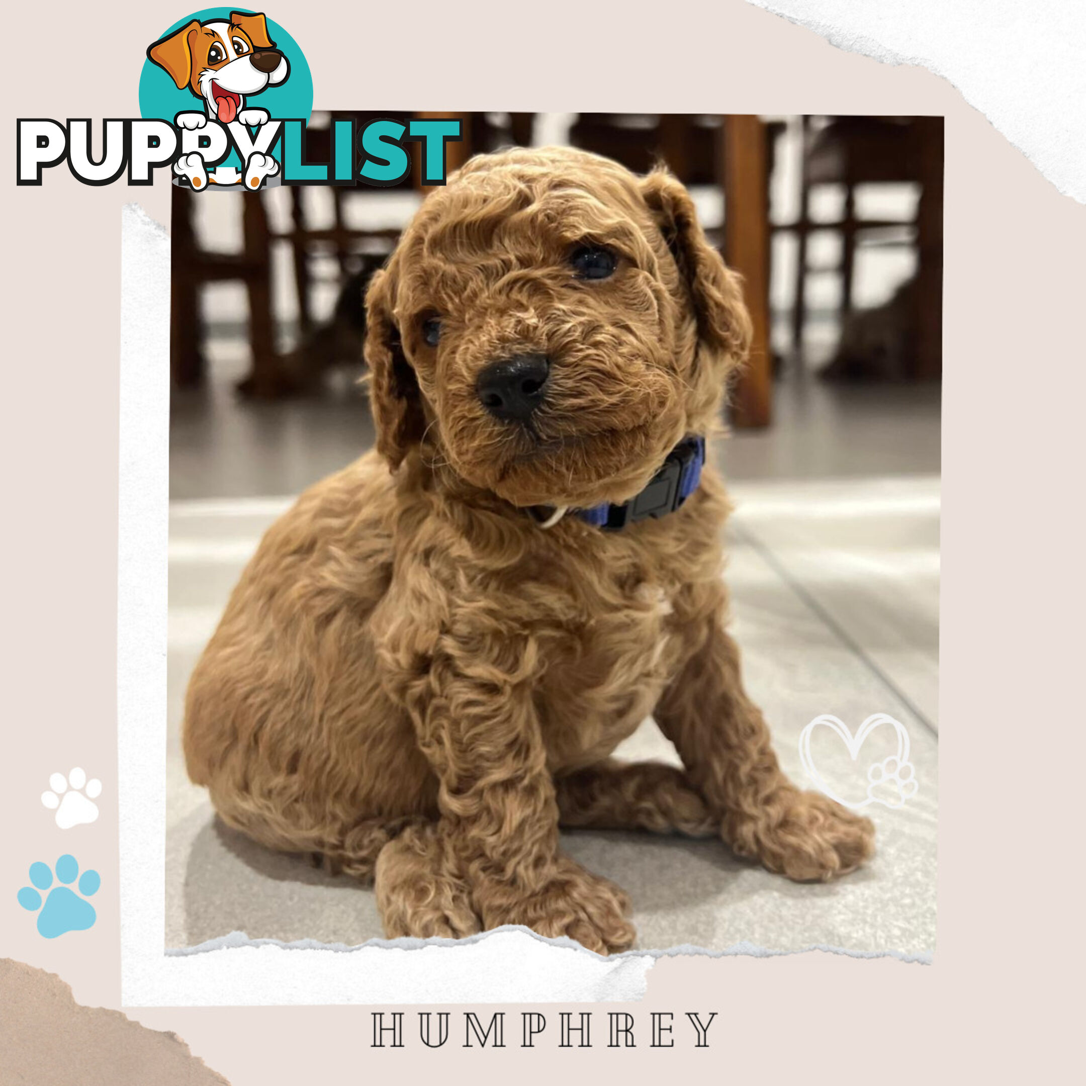 Beautiful F1B Toy Cavoodle Pups - Available Now - Sunbury VIC 3429