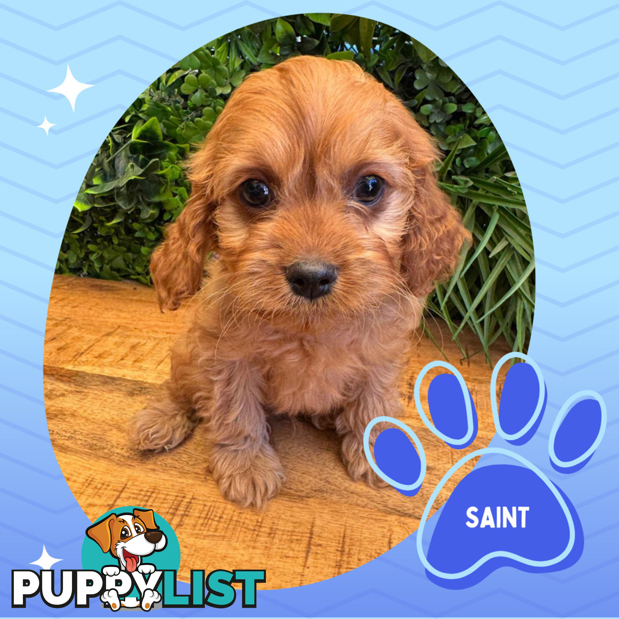 Gorgeous 1st Gen Toy Cavoodle Puppies - Located Boronia VIC 3155