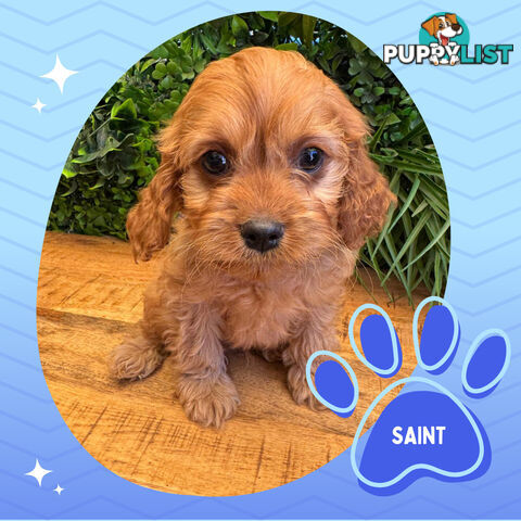 Gorgeous 1st Gen Toy Cavoodle Puppies - Located Boronia VIC 3155