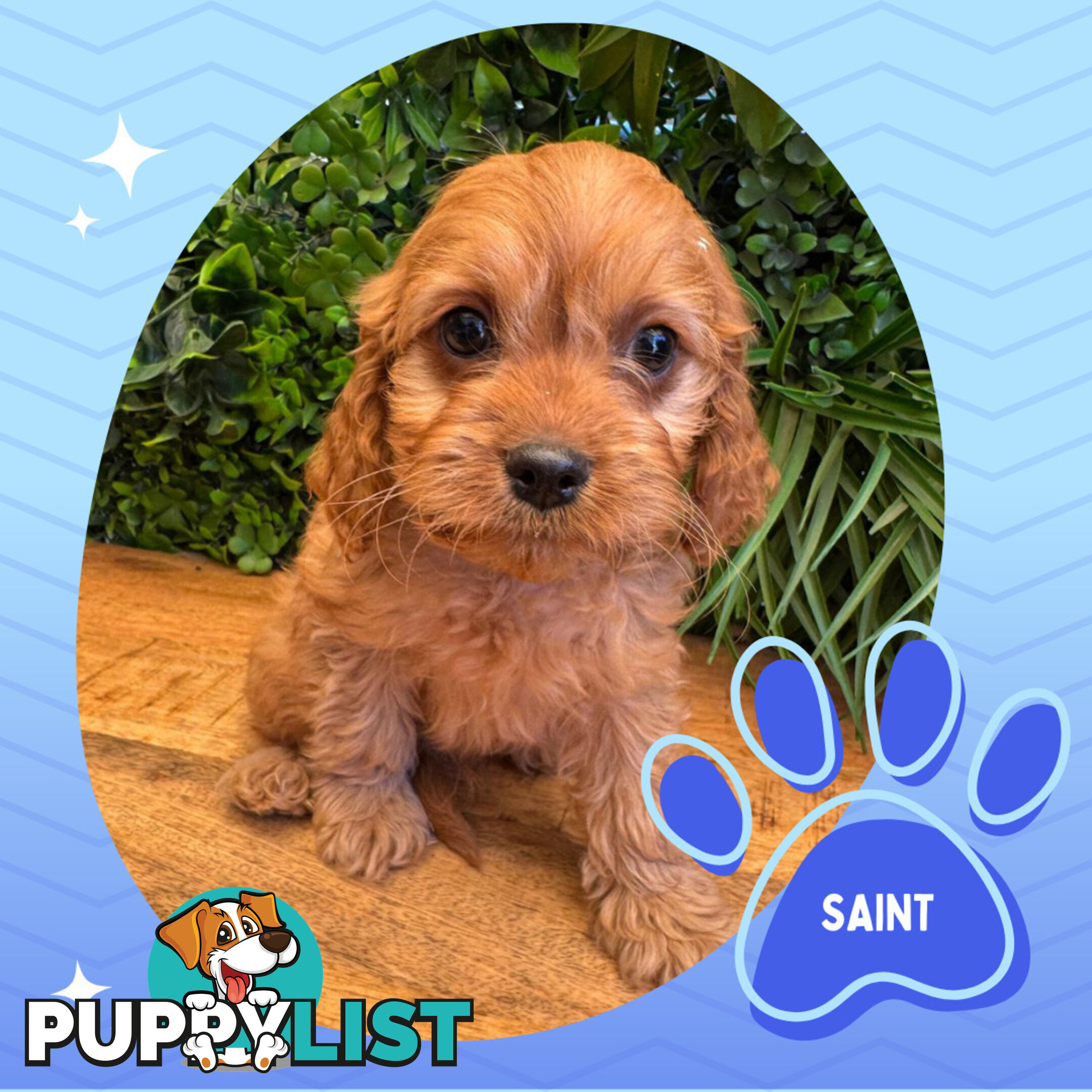 Gorgeous 1st Gen Toy Cavoodle Puppies - Located Boronia VIC 3155