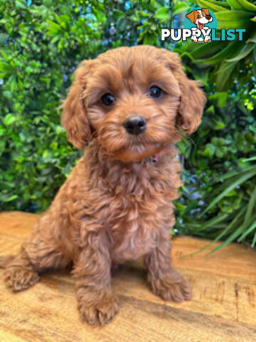 Gorgeous 1st Gen Toy Cavoodle Puppies - Located Boronia VIC 3155