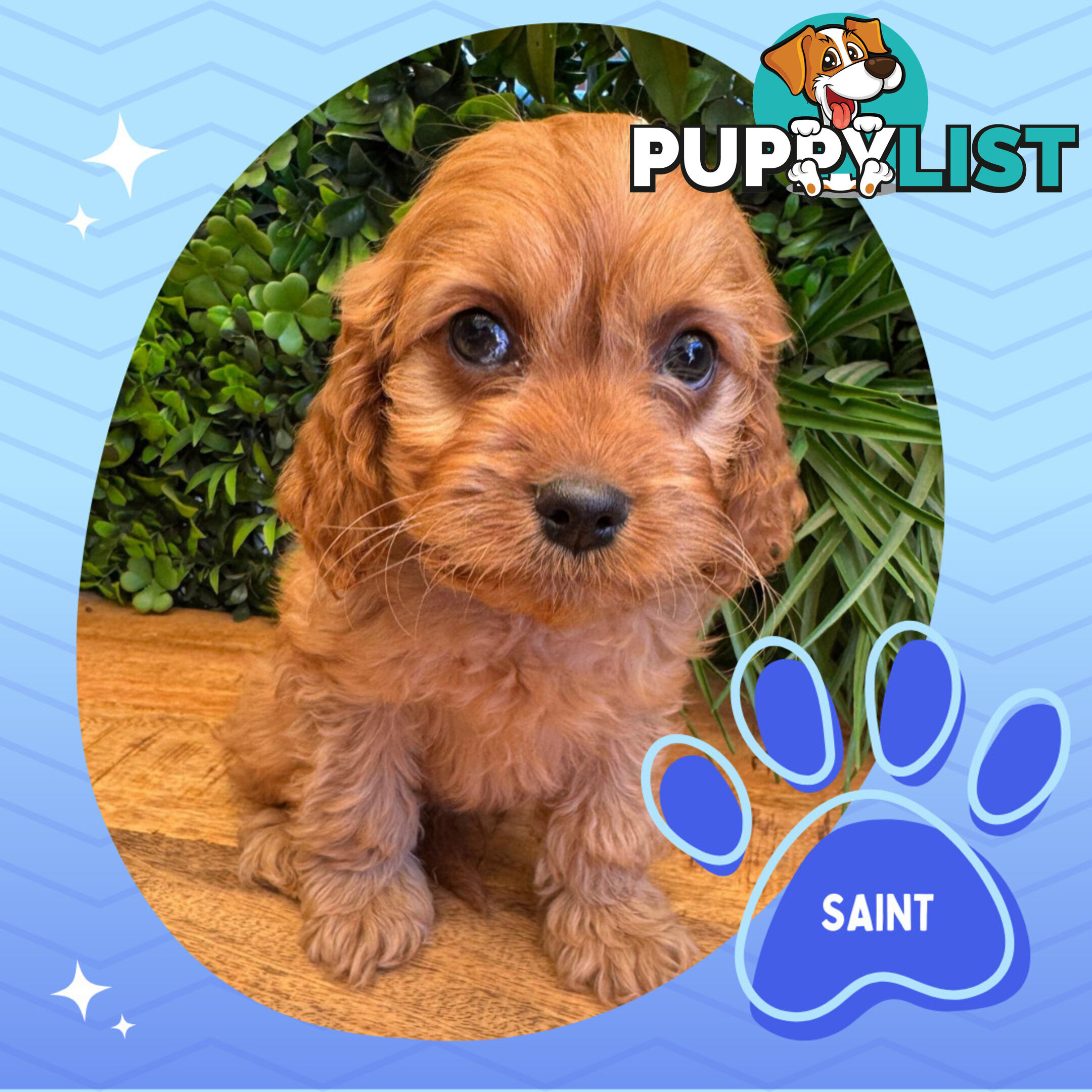 Gorgeous 1st Gen Toy Cavoodle Puppies - Located Boronia VIC 3155