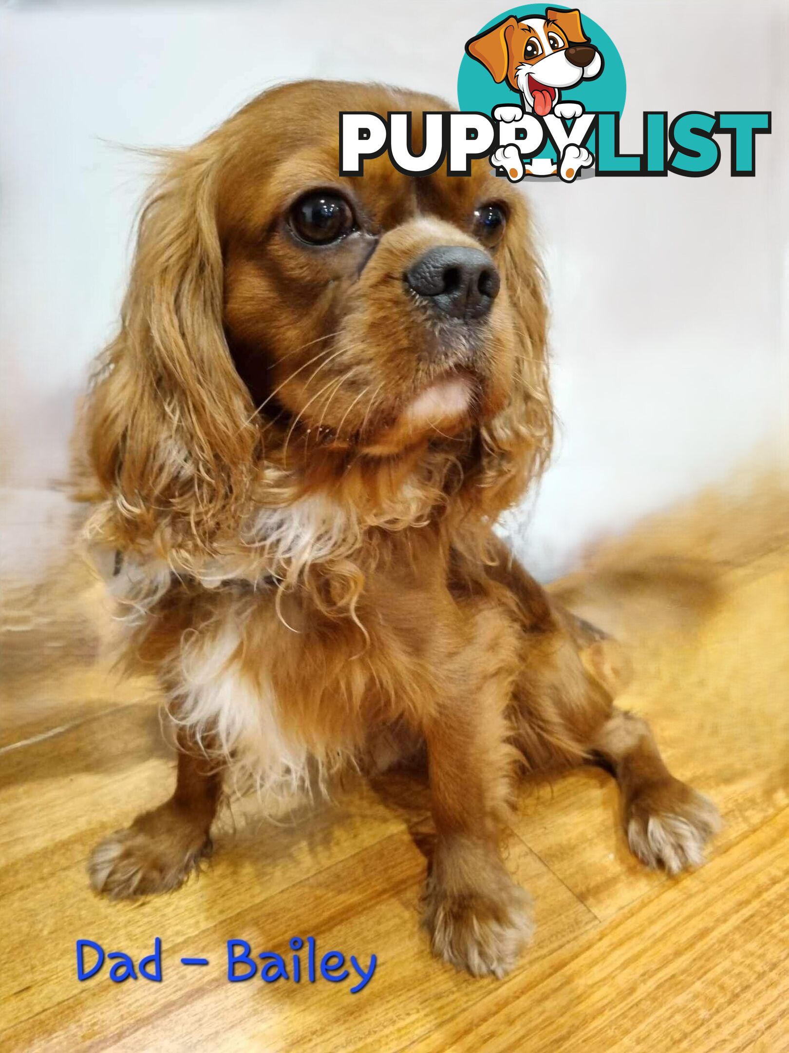 Gorgeous 1st Gen Toy Cavoodle Puppies - Located Boronia VIC 3155